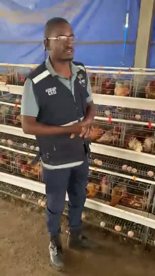 Recolha e maneio de ovos